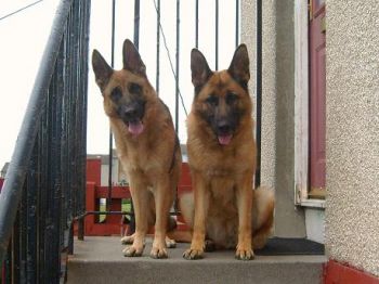 Rina and Prixi both no longer with us but for ever in our hearts