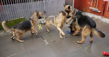 Rina Prixi Kira & Danny Having fun being dogs